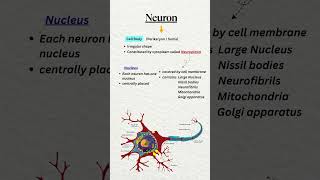 Neuron Structure Made Easy 🧠 | Cell Body, Dendrites &amp; Axon Explained  #neuroanatomy #nervecell