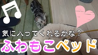 ４か月の子猫に新しいベッドをプレゼント by ミル日記 158 views 1 year ago 2 minutes, 41 seconds