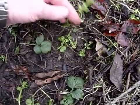 Video: Mis on vesimünt: kuidas vesimünditaimi aias kasutada