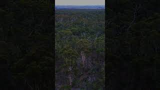 Nature is the best therapy. #creatorsearchinsights #drive #sajilo #vic #australia