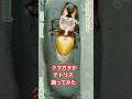 クワガタも踊れるって所を見せたい#テトリス #踊ってみた #重音テト　#羽化