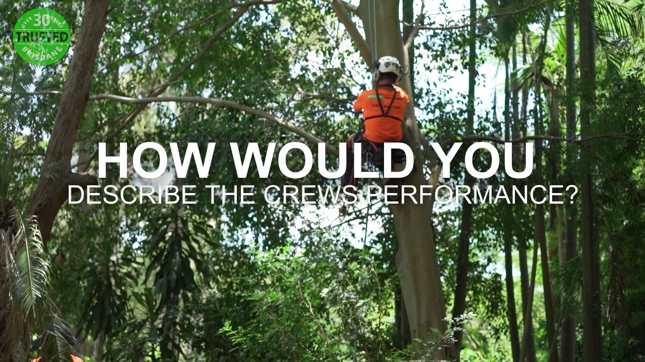 Testimonial From Bronwyn A Valued Customer of Brisbane Tree Experts