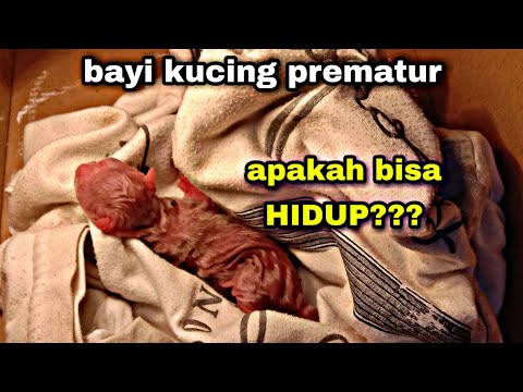 how to save a premature kitten || pengalaman menyelamatkan bayi kucing lahir prematur