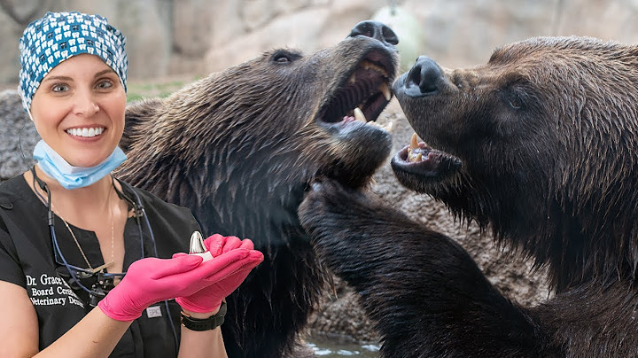 A King of the Zoo gets his Crown