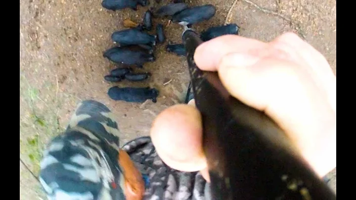 Swine Assassins and the Blades of Doom
