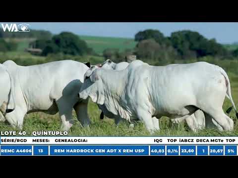 LOTE 40 - QUÍNTUPLO - LEILÃO NOVA GERAÇÃO GENÉTICA ADITIVA