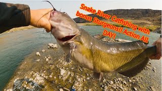 SUP Fishing Snake River Catfishing with bonus Sturgeons!! Action All DAY!