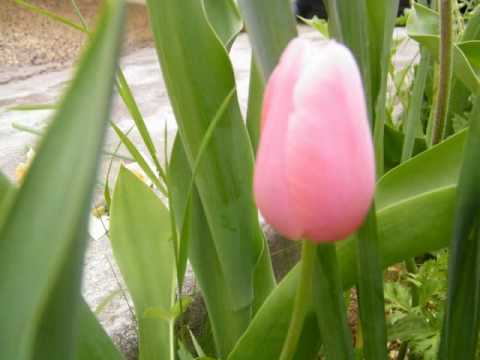 Vidéo: Forcer Les Tulipes En Automne