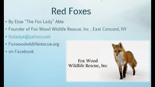 Everything You Want To Know About Red Foxes by Elise Able (aka The Fox Lady) - live from 8-11-22