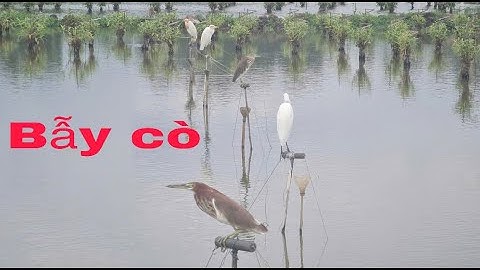 Cận cảnh bẫy cò mã ngược bằng keo