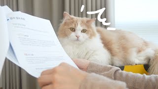 Shocking News! DD’s Not a Norwegian Forest Cat! (ENG SUB)