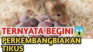 Ternyata Bagini❗Perkembangbiakan Tikus Sawah | @inspirasipetani1161