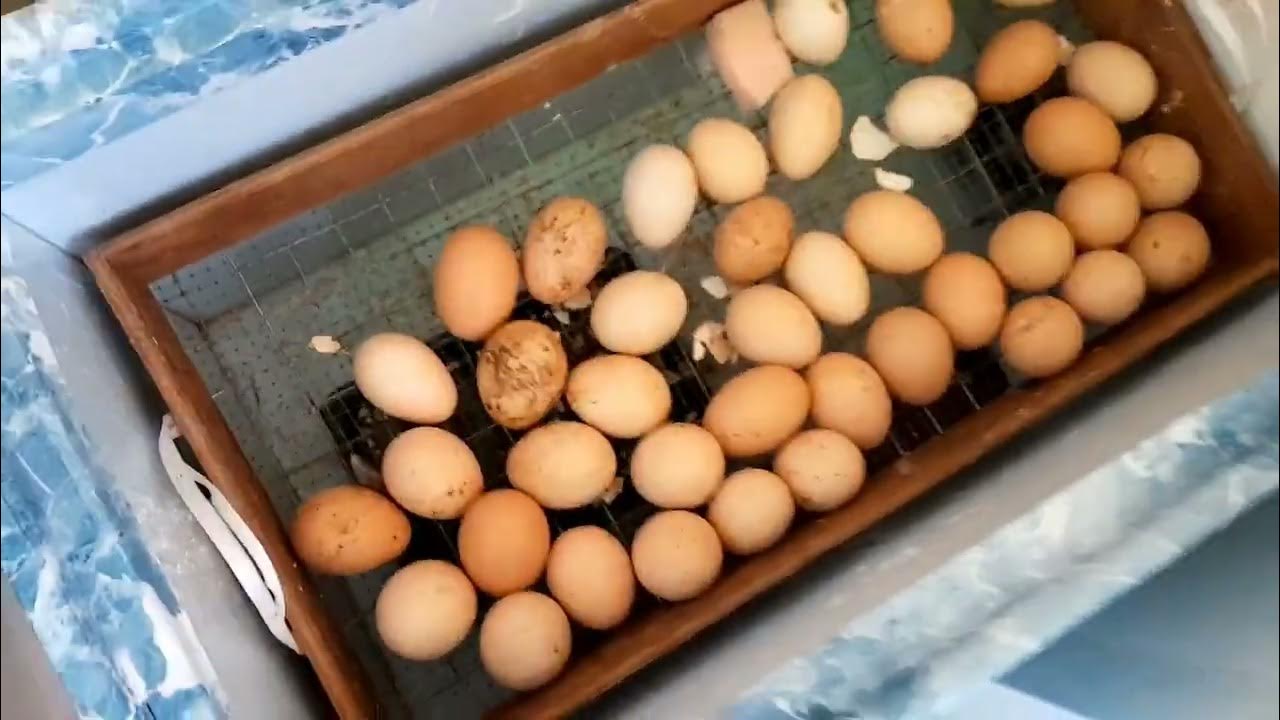 Инкубатор блиц дели 72. Видео инкубирование куриных яиц. Инкубирование яиц в инкубаторе блиц матрица Дели 72.