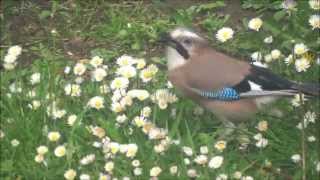 Not CB Radio A very short Clip Of A Jay Bird that Visits Our Garden