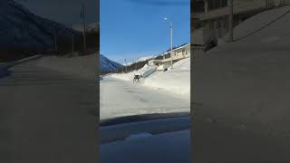 Elk Walks Along The Road. Norvegia