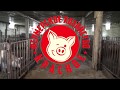 Свинья ландрас- фермерское хозяйство «Красное»