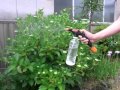 Plastic bottle sprayer　KIRIOU　盆栽の薬剤散布にペットボトルポンプ式スプレー
