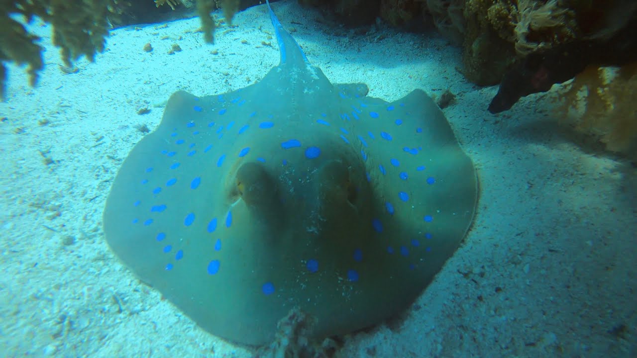 Diving Red Sea 2021- Sharm El Sheik Local Dive Sites