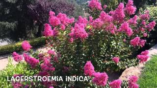 Lagerstroemia indica. Garden Center online Costa Brava - Girona.(Lagerstroemia indica. Garden Center online Costa Brava - Girona. Web: http://personalgardenshopper.es/, 2014-11-28T17:53:20.000Z)