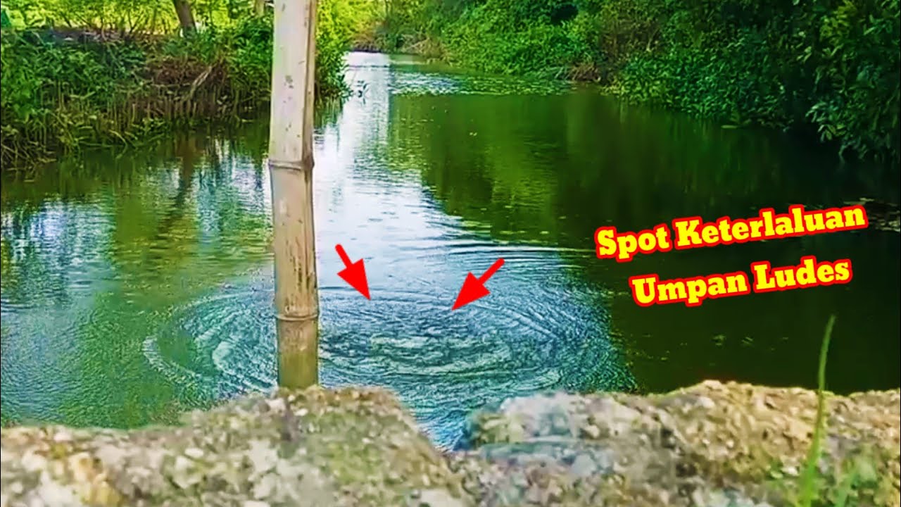 Gacor poll‼️ umpan jitu ludes tak tersisa || mancing mujair belanak bandeng liar