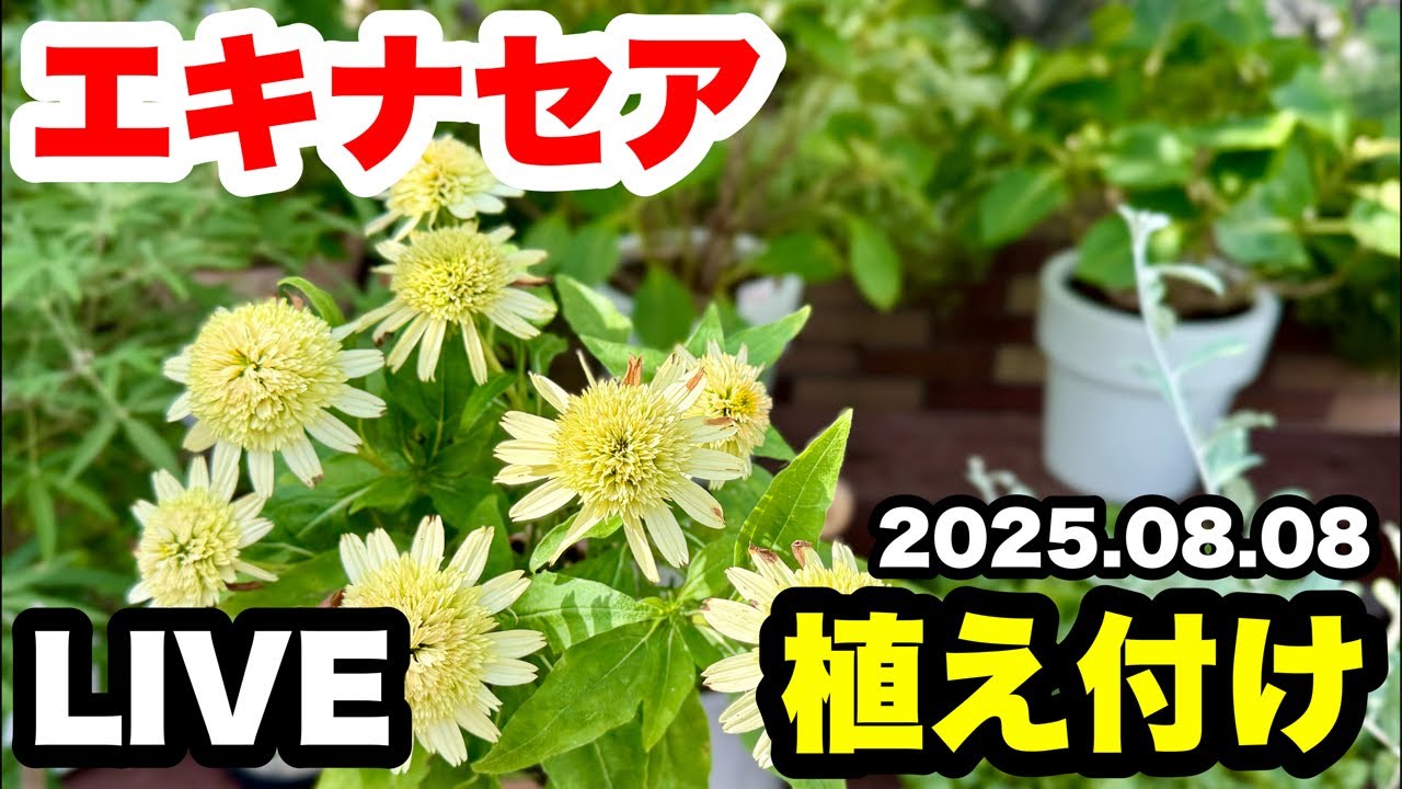 ■真夏に【エキナセア】を植え付けます！