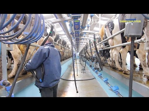 Milking 1,200 cows 3 times a day! [Swing Over Rapid Exit]