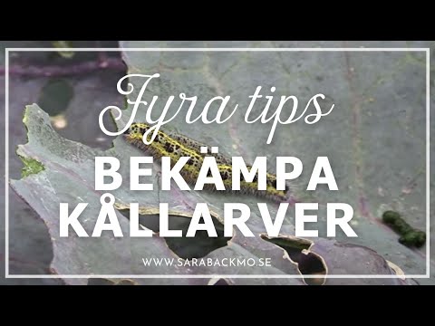 Video: Nematoder som påverkar ärter – tips om att behandla ärter med rotnematoder