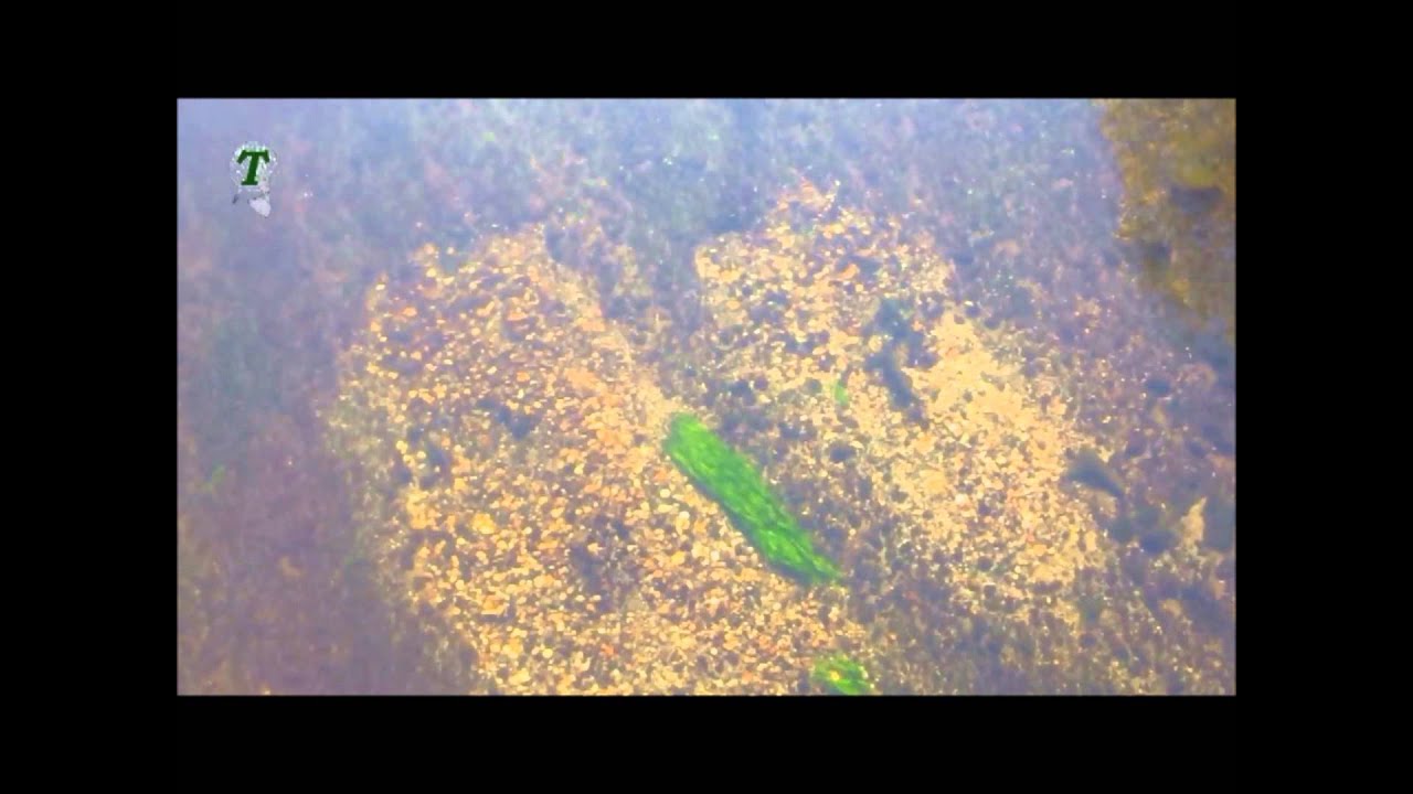 La freza del salmón en el Ulla