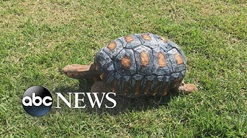 Tortoise Burned in Fire Gets Custom 3D Printed Shell