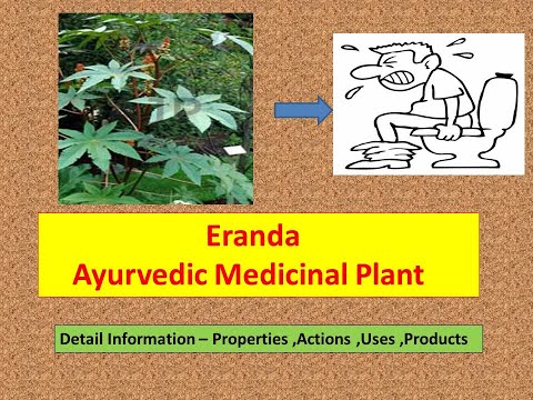 Eranda l Health Benefits of Castor oil l Ricinus communis l Ayurvedic uses castor (Arand) l uses