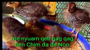 Suab me nyuam qaib qag qag quaj