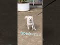 柴犬がママを見つけた時の反応が可愛過ぎ #shorts