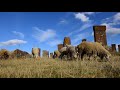 Sheep grazing in Noratus cemetery, Armenia