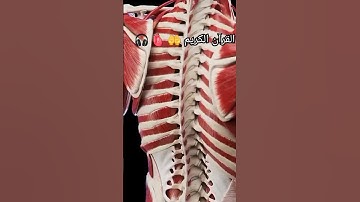 #القرآن_الكريم #ترند #عبدالباسط_عبدالصمد #سورة_الحجرات #الجزائر #اكسبلور #quran #لايك