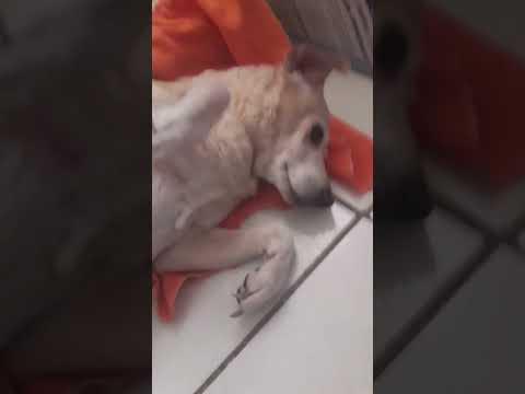cacholo