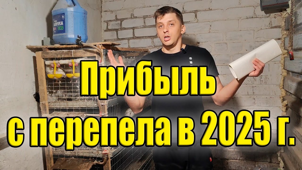 Выгодно ли держать перепёлок?