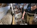 American Sheep Shearers "Essential Workers Working"