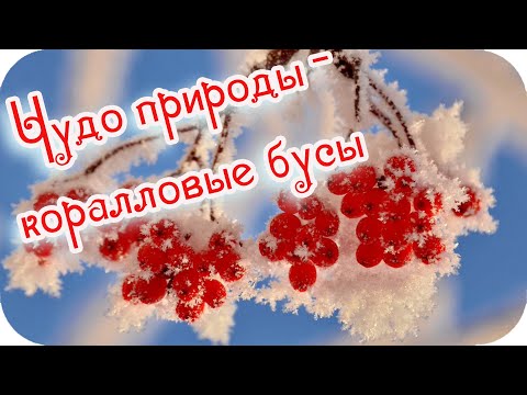 Доброе утро! ❤️Чудо природы - гроздья рябины зимой...❤️Невероятно красиво!❤️Good morning!❤️