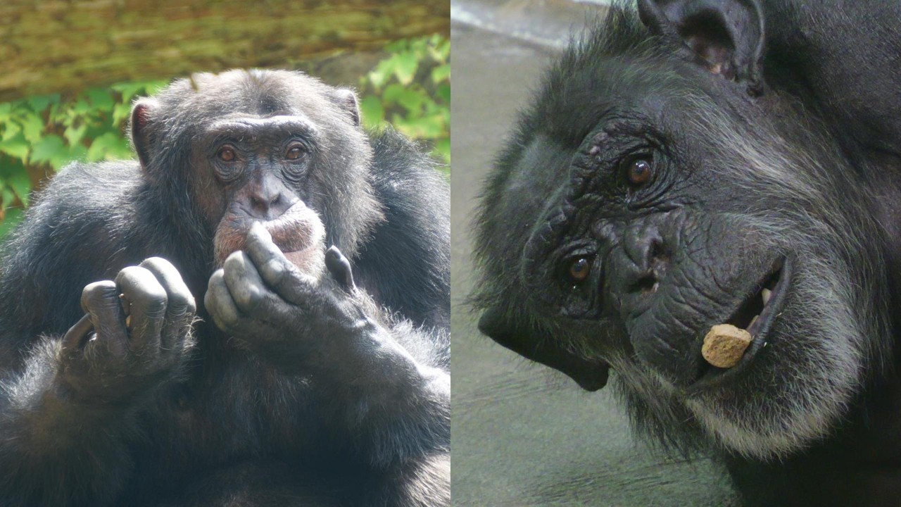 Snack time for Monte, Hello, and cute Kike — Ishikawa Zoo