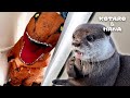突然あらわれた恐竜へのリアクションが面白すぎるカワウソ Otters Pranked by T-Rex Dinosaur!