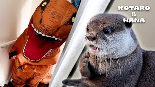 突然あらわれた恐竜へのリアクションが面白すぎるカワウソ　Otters Pranked by T-Rex Dinosaur!