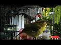Download Lagu Suara nyanyian cikrak daun | Pare pare | Blereng gacor! pancingan ampuh burung bahan