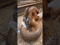 Extreme Rust Removal: From Junk to Brand New! ⛓️✨