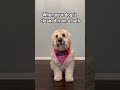 Literally All Dogs #themanniishow.com/series