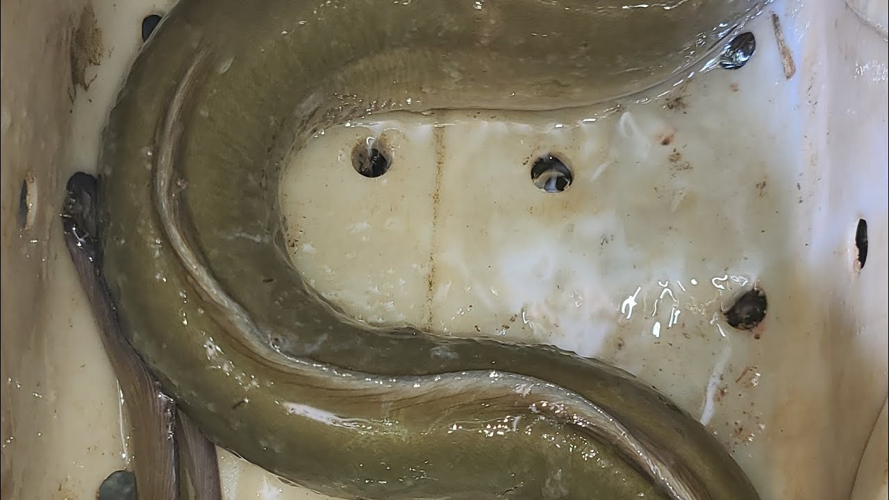 소양호 영하권 대물장어