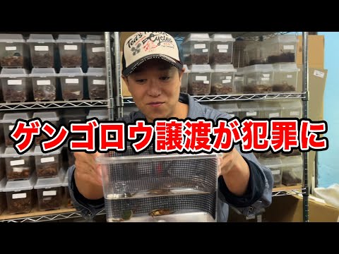 Diving Beetle ③] Let's talk about the specific second-type