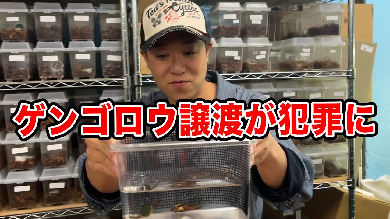 Diving Beetle ③] Let's talk about the specific second-type