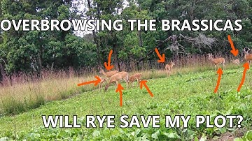 Overseeding Rye into Brassicas [With Results]