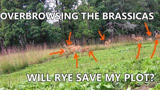 Overseeding Rye into Brassicas [With Results]