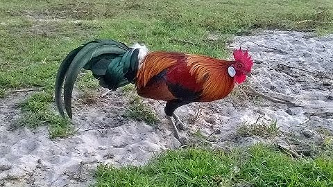 Bán Gà rừng rặc thuần 100% hcm